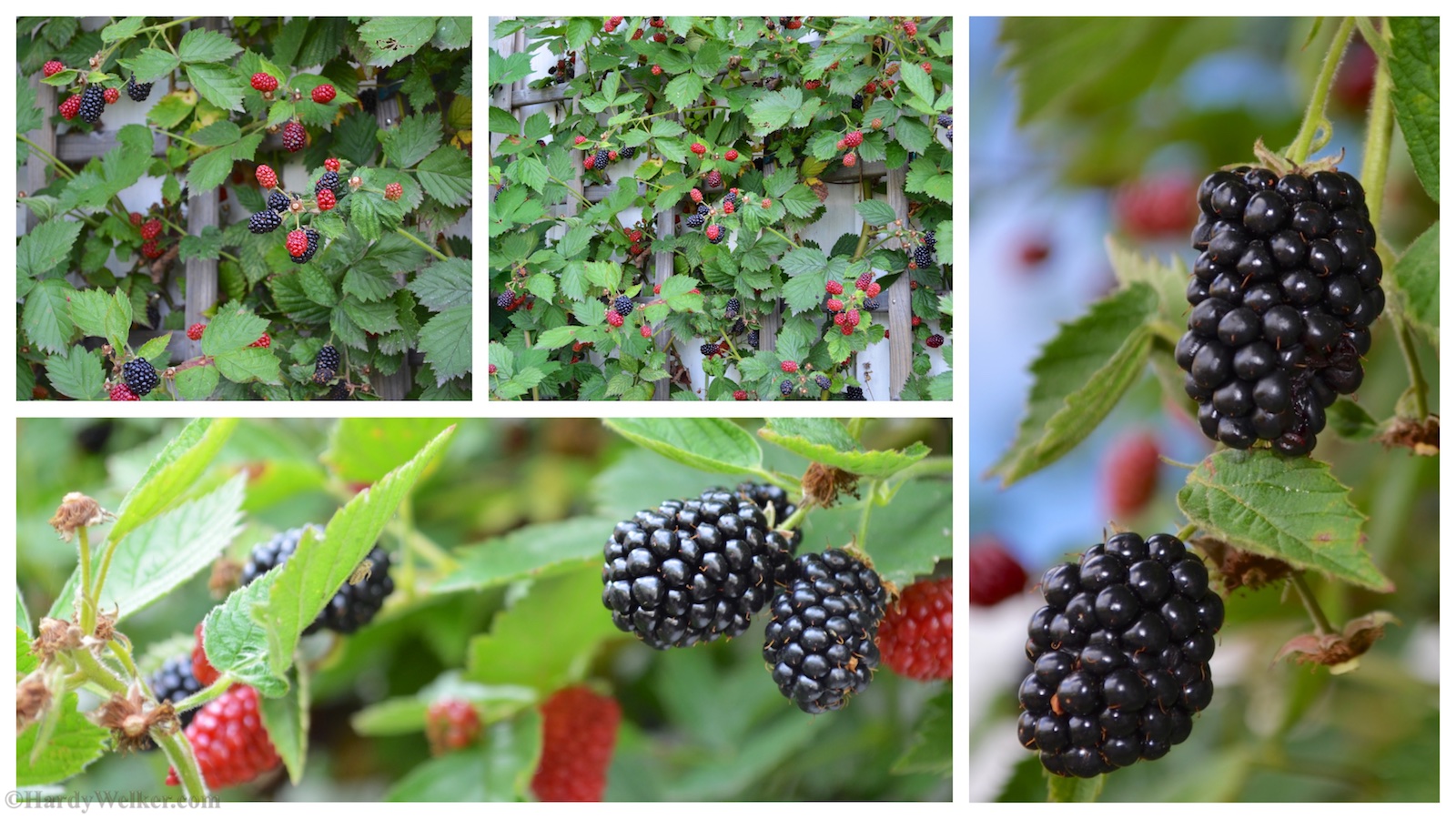 reich tragende brombeere