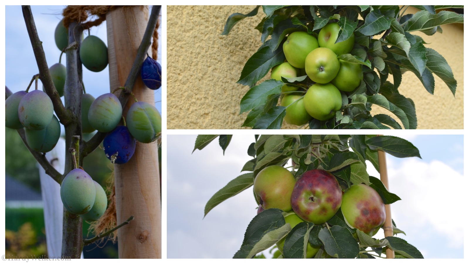 wenig Platz, viel Obst
